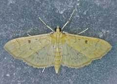Herpetogramma fluctuosalis