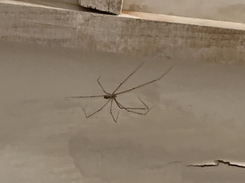Marbled Cellar Spider
