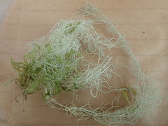 Usnea subgracilis