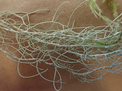 Usnea subgracilis