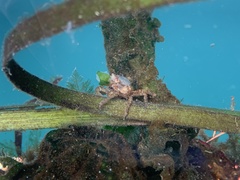 Oregonia gracilis image