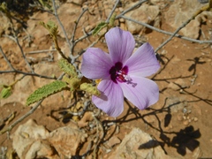 Hibiscus coatesii