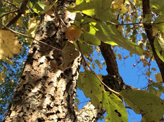 Diospyros virginiana