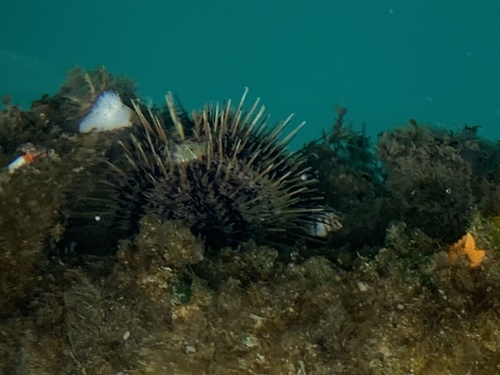Arctic Green Sea Urchin, photo 5 of 7
