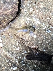 Pseudacris cadaverina