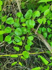 Jasminum marianum