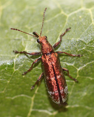 Rhicnobelus metallicus