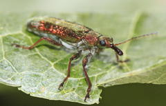 Rhicnobelus metallicus