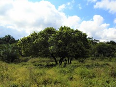 Coccoloba barbadensis