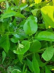 Jasminum marianum