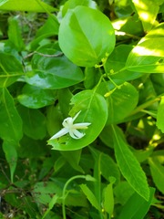 Jasminum marianum