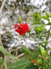 Malvaviscus penduliflorus