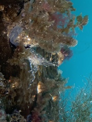 Pandalus danae image