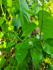Jasminum marianum