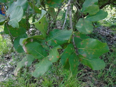 Coccoloba barbadensis