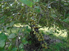 Coccoloba barbadensis