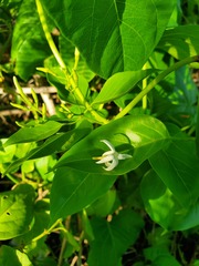 Jasminum marianum