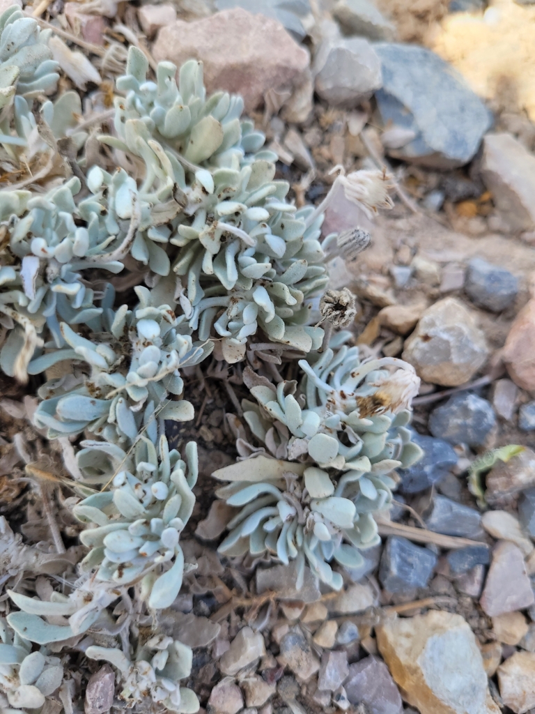 Andryala maroccana