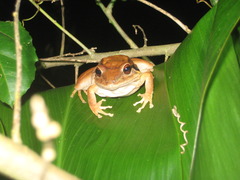 Eleutherodactylus inoptatus