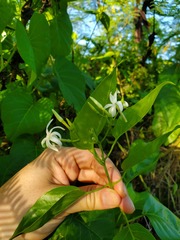 Jasminum marianum