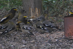 Coccothraustes vespertinus brooksi