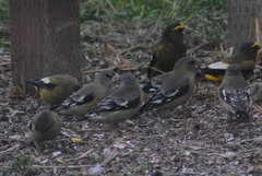 Coccothraustes vespertinus brooksi