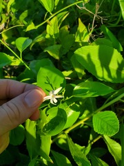 Jasminum marianum