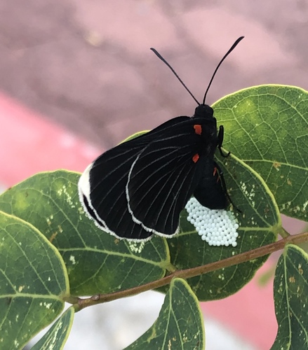 White-tipped Metalmark