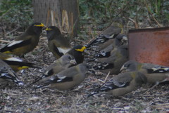Coccothraustes vespertinus brooksi