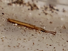 Hemipeplus marginipennis