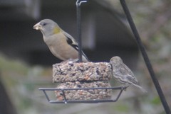 Coccothraustes vespertinus brooksi