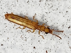 Hemipeplus marginipennis