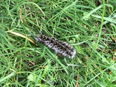 Lophocampa roseata