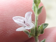 Carlowrightia texana