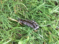 Lophocampa roseata