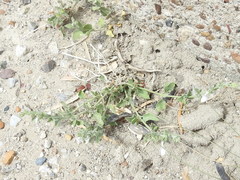 Carlowrightia texana
