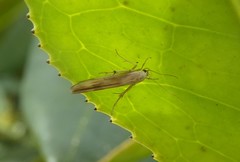 Stathmopoda horticola