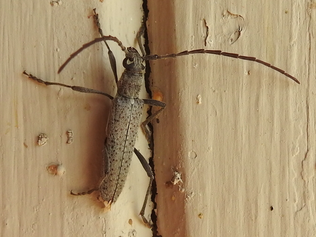 guajillo borer