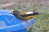Western Evening Grosbeak - Photo (c) Sean Cozart, some rights reserved (CC BY-NC), uploaded by Sean Cozart