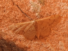 Idaea kendallaria