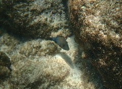 Canthigaster amboinensis