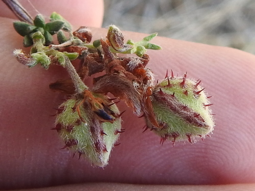 Manystem ratany (Krameria ramosissima)