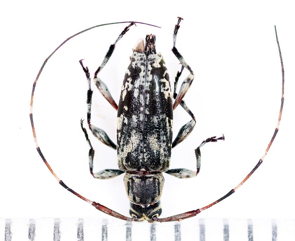Nyssodrysternum cotopaxi