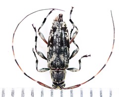 Nyssodrysternum cotopaxi