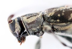 Nyssodrysternum cotopaxi