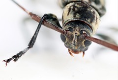 Nyssodrysternum cotopaxi