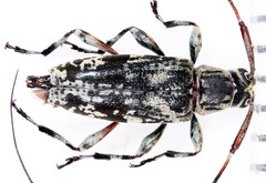 Nyssodrysternum cotopaxi