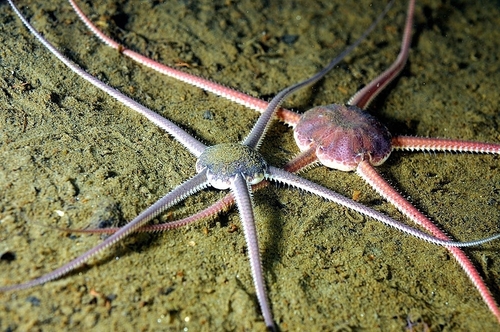 Serpent Star, photo 4 of 8