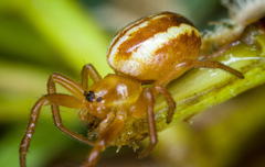 Araneus pratensis
