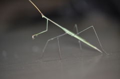 Schizocephala bicornis